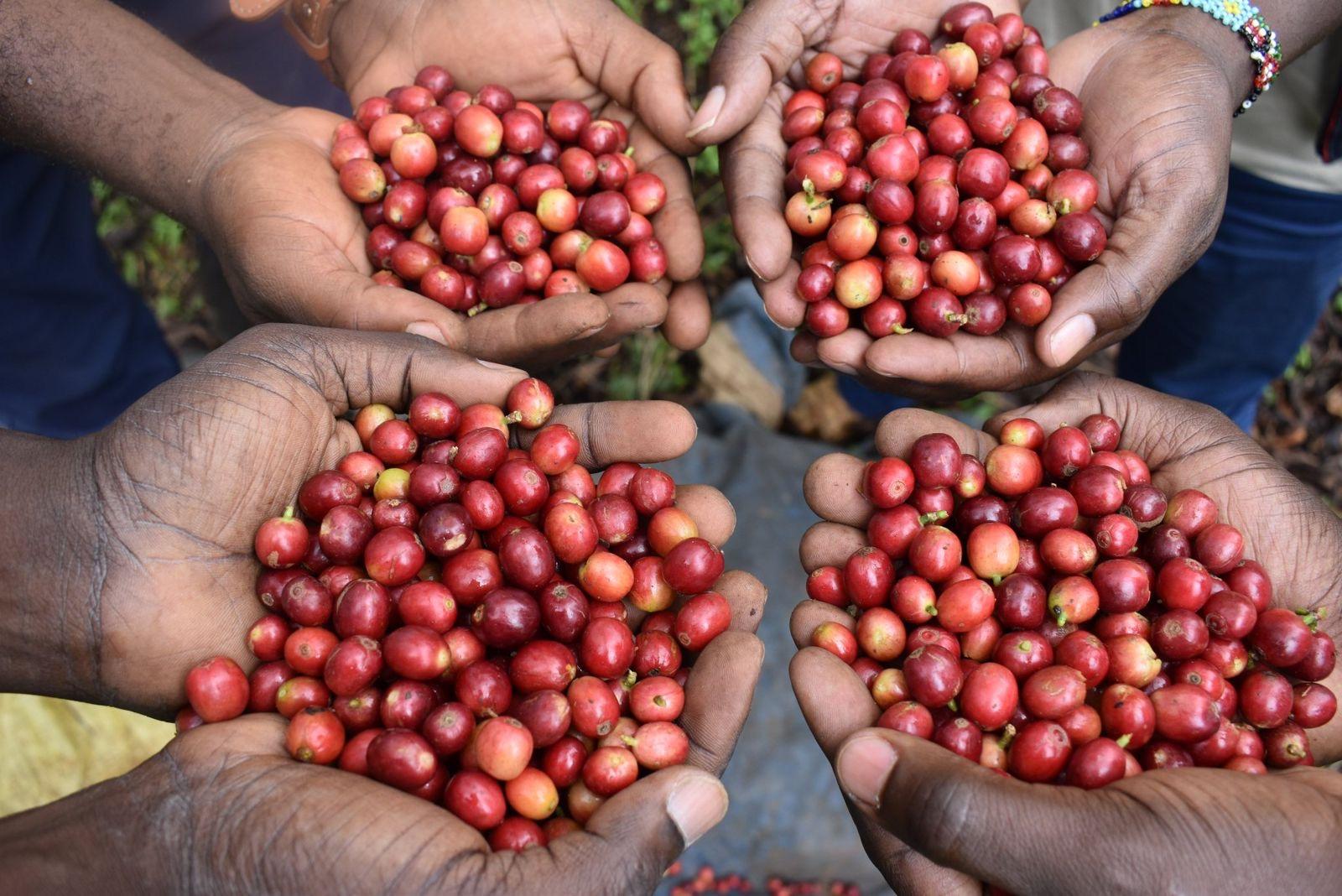 Kenyan coffee harvest scene supporting structured sourcing and trade execution