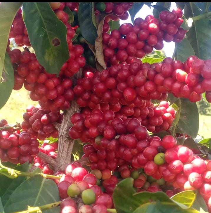 FOB, CIF, and CFR: Choosing the Right Shipment Structure