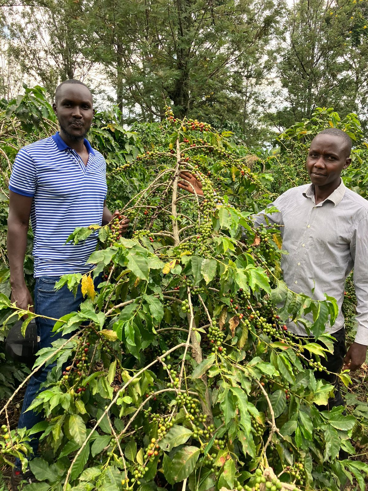 Quality Reporting in Multi-Lot Coffee Procurement